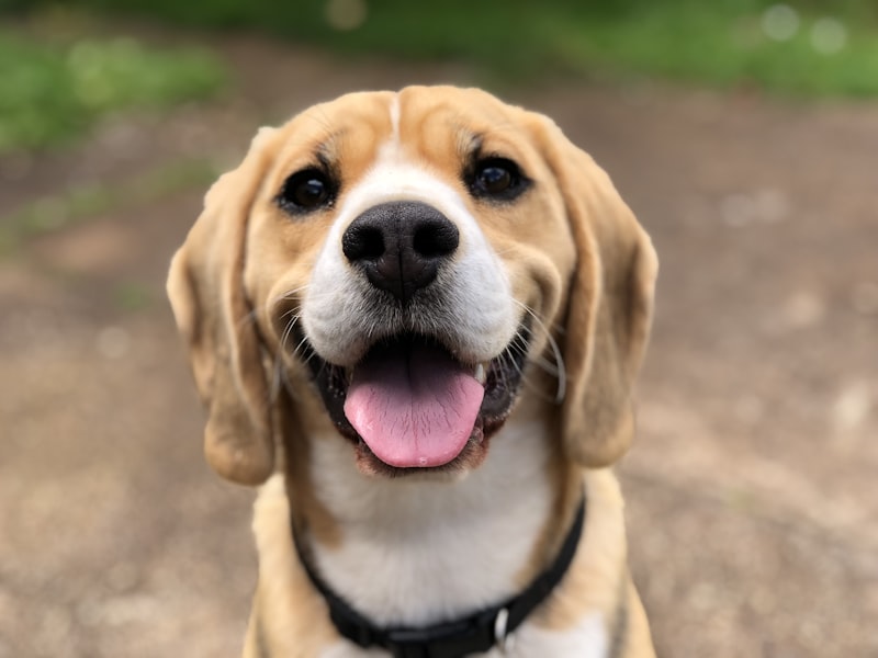 Happy pets