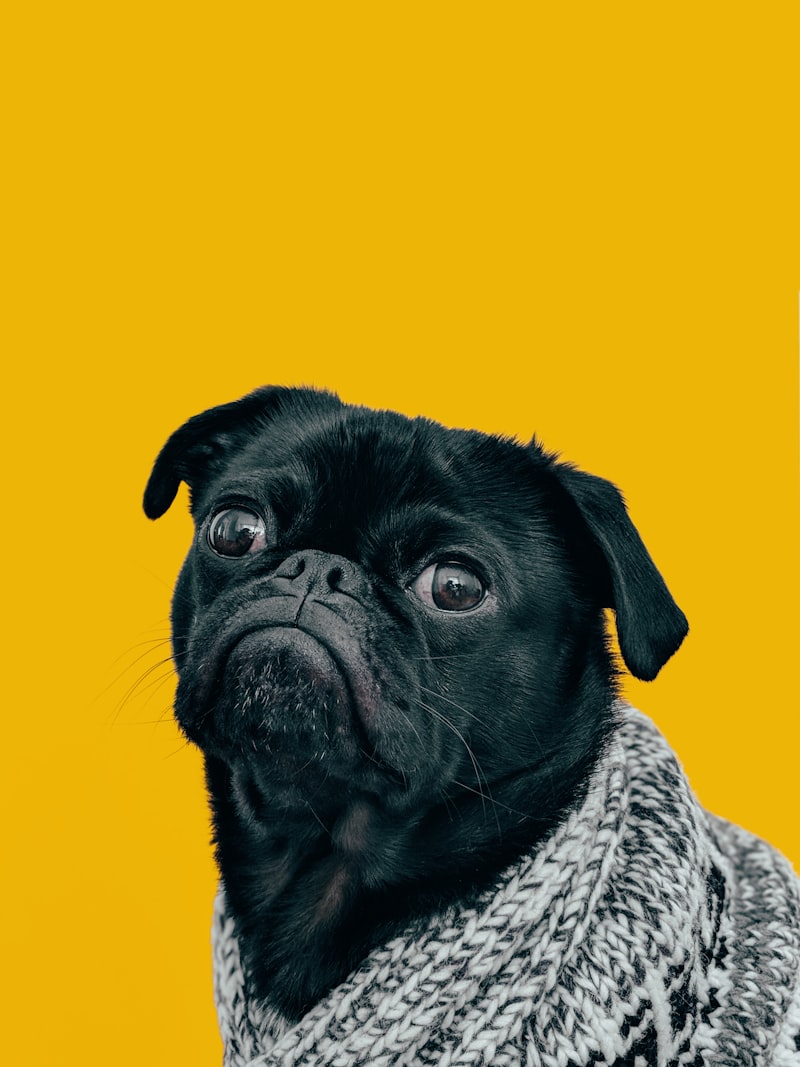 Dog Grooming